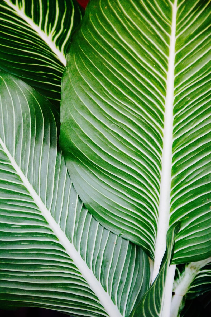 Exotic Foliage