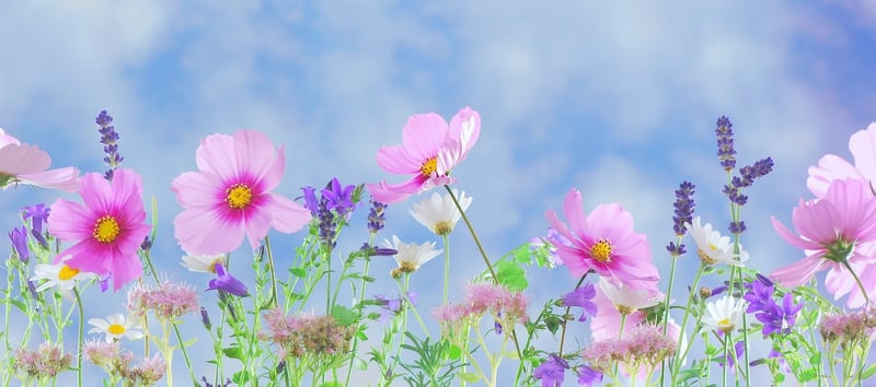 Magical Fairy Realm