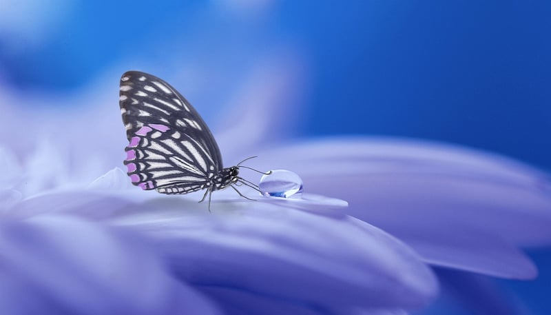 Magical Fairy Realm