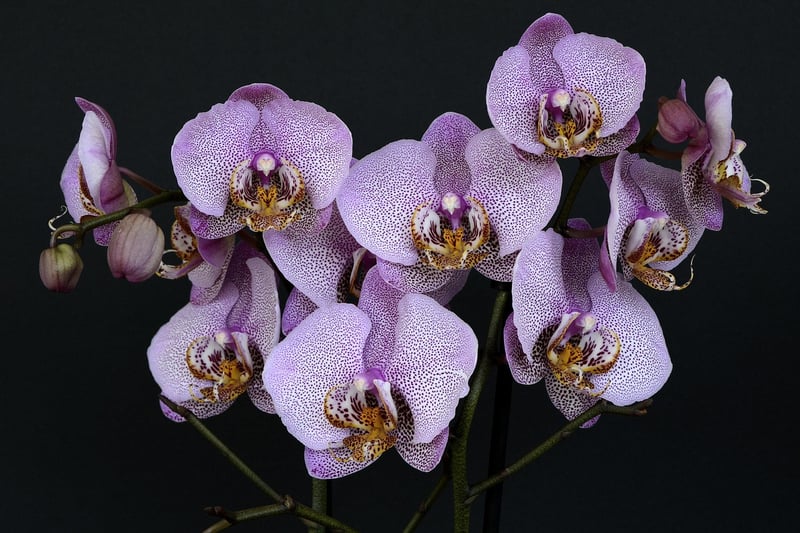 Celestial Orchid