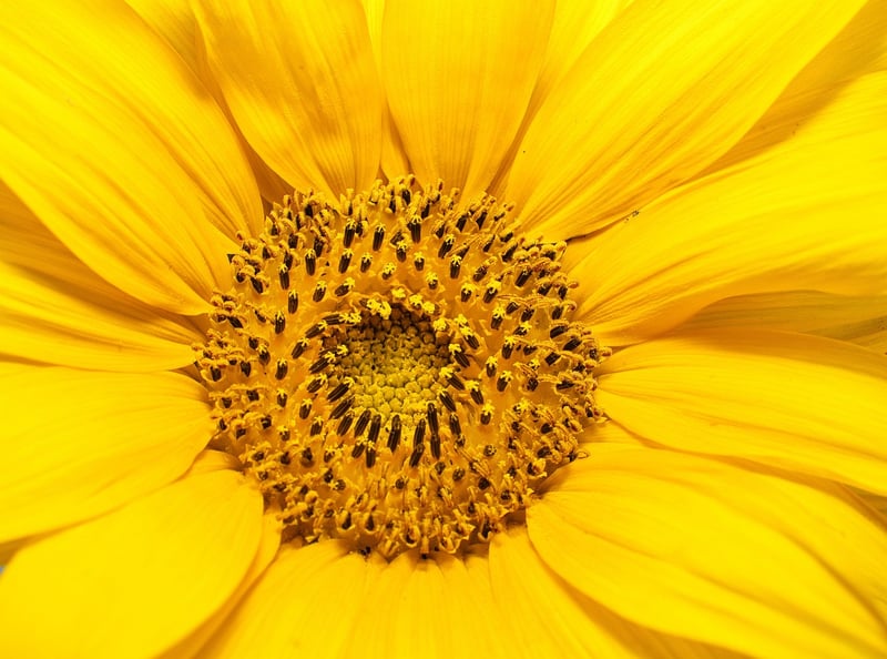 Sunflower Garden