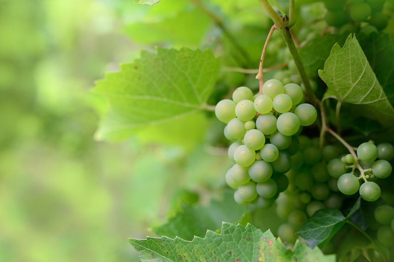 Scale-covered Vines